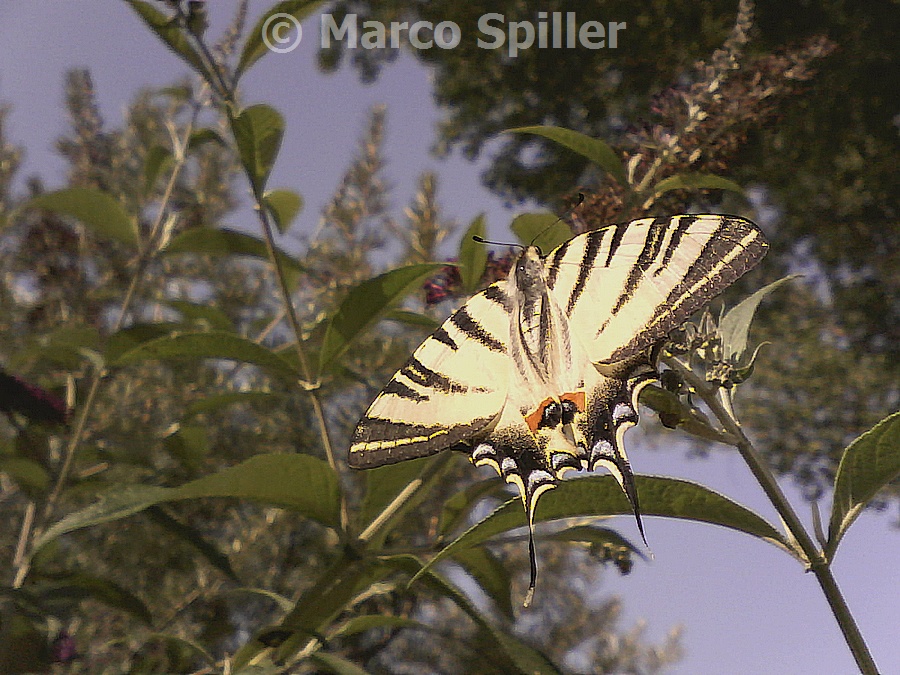 Iphiclides podalirius